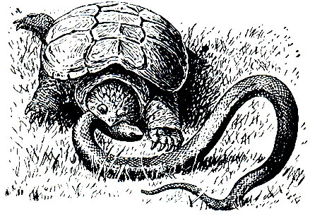 Рис. 84. Каймановая черепаха, поедающая змею