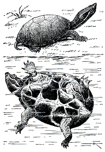 Рис. 87. Обыкновенная мускусная черепаха (Sternotherus odoratus) на берегу и в воде