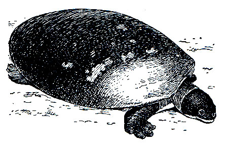 Рис. 88. Мексиканская черепаха (Dermatemys mawii)