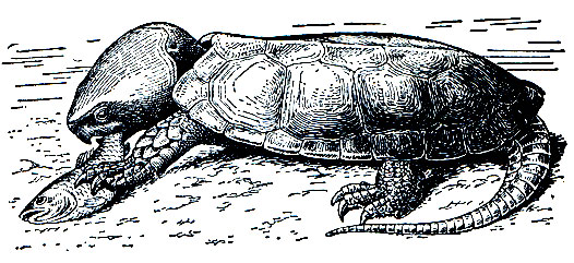 Рис. 89. Большеголовая черепаха (Platysternon megacephalum)