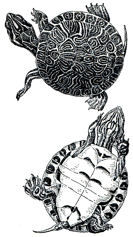 Рис. 92. Флоридская черепаха (Pseudemys floridana)
