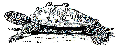 Рис. 93. Горбатая черепаха (Graptemys)