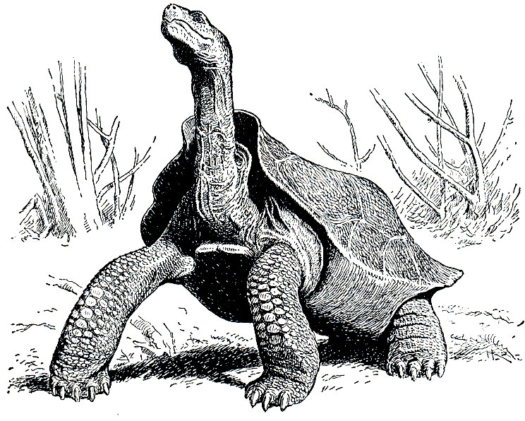 Рис. 95. Галапагосская слоновая черепаха (Testudo elephantopus)