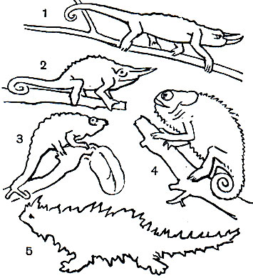 Таблица 22. Хамелеоны и молох: 1 - хамелеон Джексона (Chamaeleo jacksoni); 2 - хамелеон Оуэна (Chamaeleo oweni); 3 - хамелеон Меллера (Chamaeleo melleri); 4 - лопастеносный хамелеон (Chamaeleo dilepis); 5 - молох (Moloch horridus)