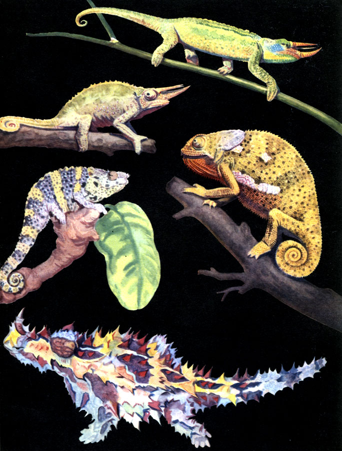 Таблица 22. Хамелеоны и молох: 1 - хамелеон Джексона (Chamaeleo jacksoni); 2 - хамелеон Оуэна (Chamaeleo oweni); 3 - хамелеон Меллера (Chamaeleo melleri); 4 - лопастеносный хамелеон (Chamaeleo dilepis); 5 - молох (Moloch horridus)