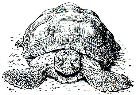 Рис. 96. Самец черепахи гофер (Gopherus polyphenols)