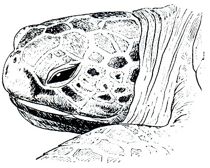 Рис. 97. Голова зеленой, или суповой, черепахи (Chelonia mydas)