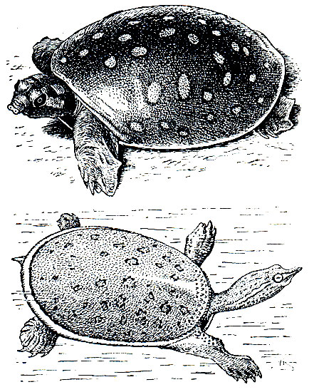 Рис. 99. Индийская лопастная черепаха (Lissemys punctata)