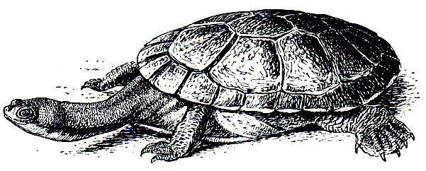 Рис. 104. Австралийская змеиношейная черепаха (Chelodina longicollis)