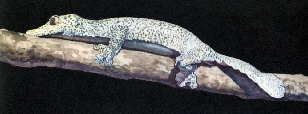 Таблица 23. Плоскохвостый геккон (Uroplatus fimbriatus)