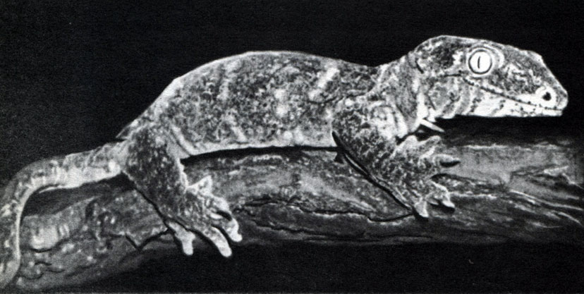 Таблица 24б. Широкопалый геккон Rhacodactylus leachianus