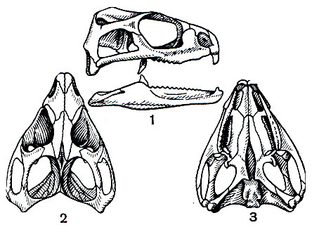 Рис. 105. Череп гаттерии (Sphenodon punctatus). Вид сбоку (1), сверху (2) и снизу (3)