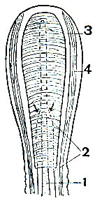 Рис. 109. Схема строения языка хамелеона, иллюстрирующая механизм его выбрасывания: 1 - передний отросток подъязычной кости; 2 - внутри- язычная полость; 3	- поперечные кольцевые мышцы; 4	- продольные подъязычные мышцы. Стрелки показывают направление сжимания кольцевых мышц