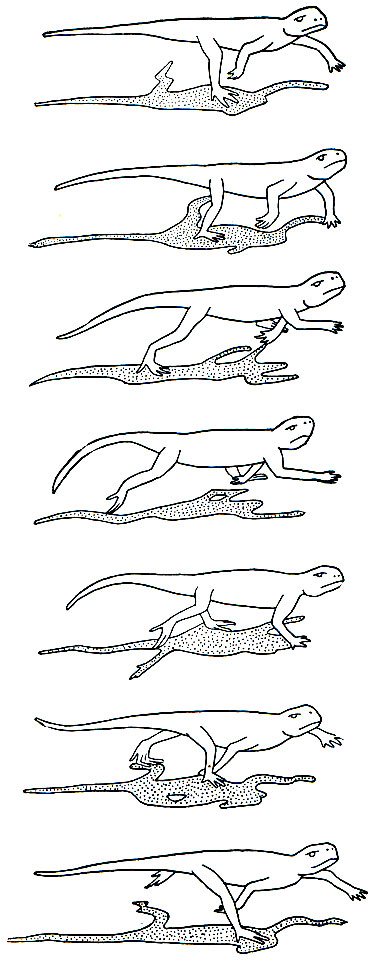 Рис. 112. Бег быстрой рысью с преобладанием задних конечностей у ящерицы круглоголовки (Phrynoca phalus)