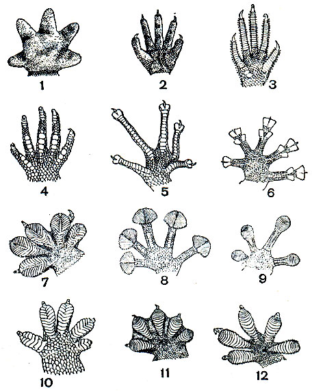 Рис. 120. Кисти передних конечностей некоторых гекконов (вид снизу): 1 - Chondrodactylus angulifer; 2 - Nephrurus asper; 3 - Crossobamon eversmanni; 4 - Gymnodactylus laevigatas; 5 - Phyllodactylus siamensis; 6 - Calodactylodes aureus; 7 - Gehyra mutilata; 8 - Ptyodactylus homolepis; 9 - Phelsuma andamanense; 10 - Lepidodactylus guppyi; 11 - Ptychozoon; 12 - Gekko gecko