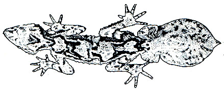 Рис. 122. Австралийский листохвостый геккон (Phyllurus cornutus)