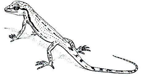 Рис. 125. Гребнепалый геккон (Crossobamon	eversmanni)