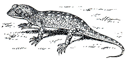 Рис. 126. Тонкопалый геккон Петри (Stenodactylus petrii)