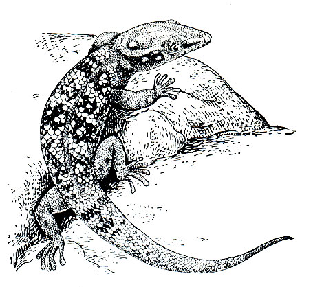 Рис. 129. Круглопалый геккон Копа (Sphaerodactylus copei)