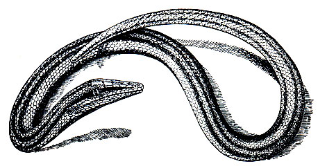 Рис. 132. Полосатый лиалис (Lialis burtoni)