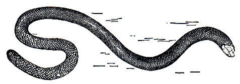 Рис. 133. Дибамус новогвинейский (Dibamus novaeguineae)