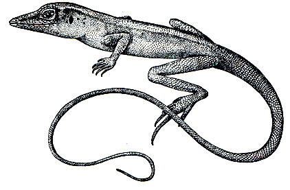 Рис. 134. Украшенный анолис (Anolis cyanopleurus)