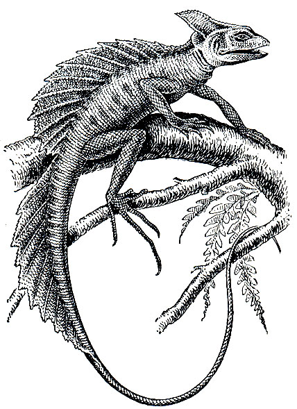 Рис. 135. Шлемоносный василиск (Basiliscus basiliscus)