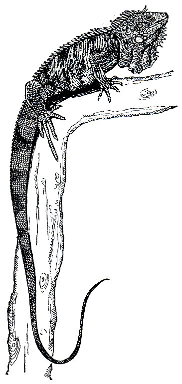 Рис. 138. Обыкновенная, или зеленая, игуана (Iguana iguana)