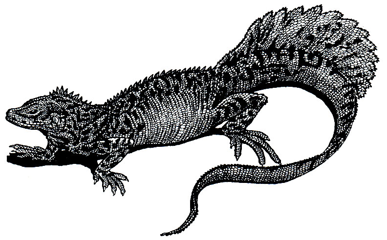 Рис. 153. Парусная ящерица (Hydrosaurus amboinensis)