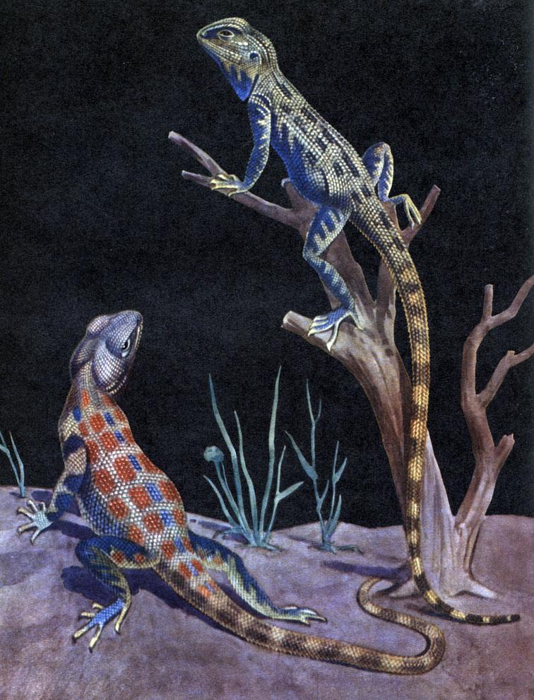 Таблица 32. Самец и самка степной агамы (Agama sanguinolenta)