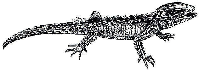 Рис. 155. Новогвинейский колючехвостый сцинк (Tribolonotus gracilis)
