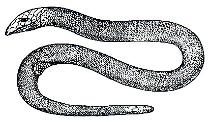 Рис. 156. Веретеницевидный сцинк (Anguinicephalus hickanala)