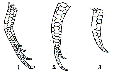 Рис. 157. Последовательная редукция задних конечностей у роющих сцинков рода Scelotes: 1 - S. limpopoensis; 2 - S. bipes; 3 - S. gronovii