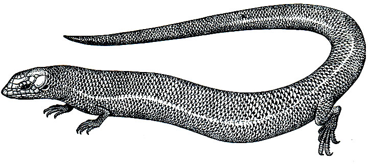 Рис. 163. Пятнистая риопа (Riopa punctata)