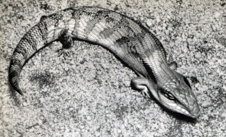 Таблица 36. Исполинская гладкая ящерица (Tilinua scincoides)