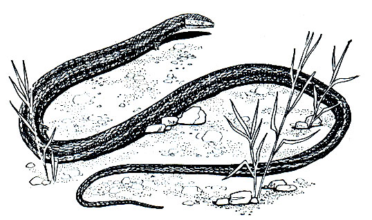 Рис. 177. Хамезаура (Chamaesaura anguina)