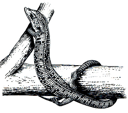 Рис. 180. Техасская аллигаторовая ящерица (Gerrhonotus liocephalus)