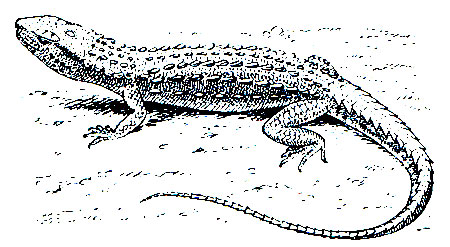 Рис. 185. Крокодиловый шинизавр (Shinisaurus crocodilurus)