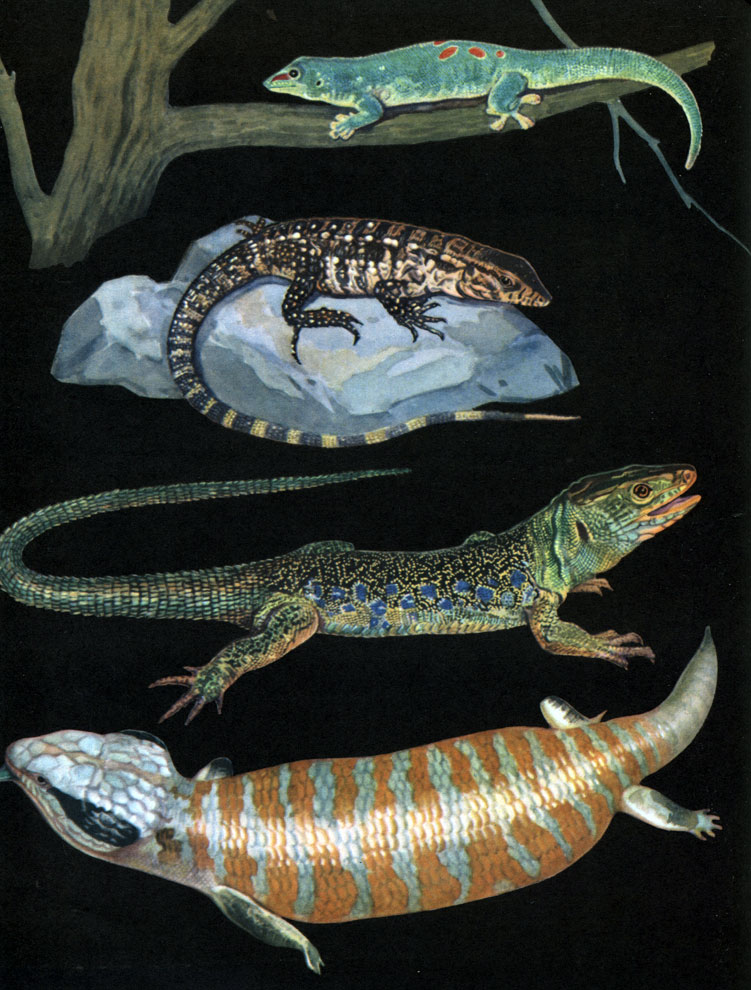 Таблица 38. Ящерицы: 1 - мадагаскарский дневной геккон (Phelsuma madagascariensis); 2 - тегу (Tupinambis teguixin); 3 - украшенная, или жемчужная ящерица (Lacerta lepida); 4 - австралийский синеязычный сцинк (Teliqua occipitalis)
