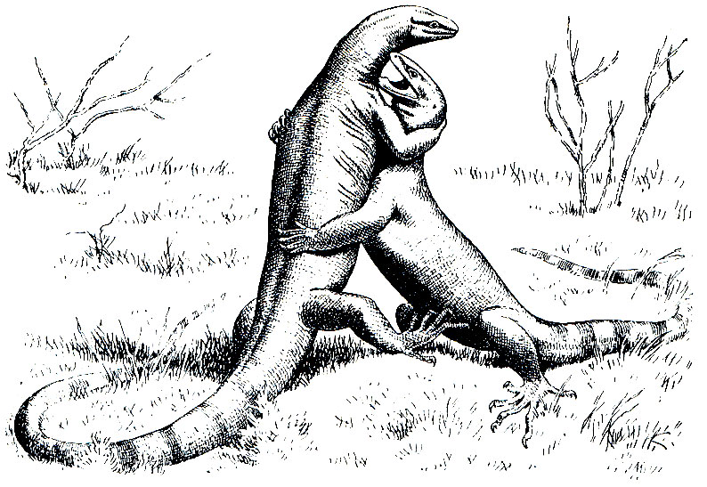 Рис. 188. Дерущиеся бенгальские вараны (Varanus bengaliensis). По Дераниягала