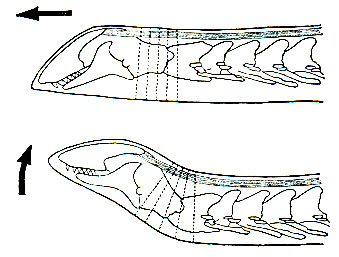 Рис. 191. Диаграмма, показывающая последовательные движения головы североамериканской амфисбены (Rhineura floridana) при рытье. Волнистыми линиями обозначены продольные затылочные связки (по Гансу)