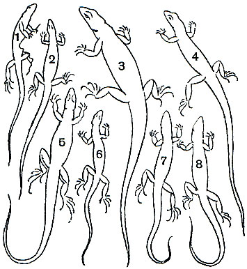 Таблица 39. Скальные ящерицы Кавказа и Крыма: 1, 2 - краснобрюхая скальная ящерица (Lacerta saxicola parvula) с брюшной и спинной стороны; 3	- грузинская скальная ящерица (Lacerta rudis); 4	- крымская скальная ящерица (Lacerta saxicola lindholmii); 5	- севанская скальная ящерица (Lacerta saxicola nairensis); 6	- дагестанская скальная ящерица (Lacerta saxicola daghestanica); 7	- кавказская скальная ящерица (Lacerta caucasica); 8	- партеногенетическая армянская скальная ящерица (Lacerta armeniaca)