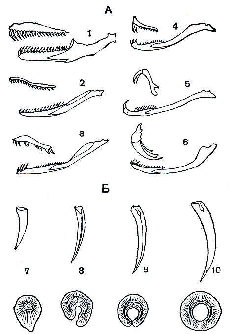 Рис. 194. Верхняя и нижняя челюсти (А) и зубы (общий вид и поперечный срез) различных змей (Б): 1 - питон (Python); 2,7 - гладкозубые ужеобразные (Natrix); 3, 8 - заднебороздчатые ужеобразные (Psammophis sibilans); 4, 5, 9 - аспидовые (Demansia psammophis, Dendroaspis angusticeps, Naja); 6, 10 - гадюковые (Vipera)