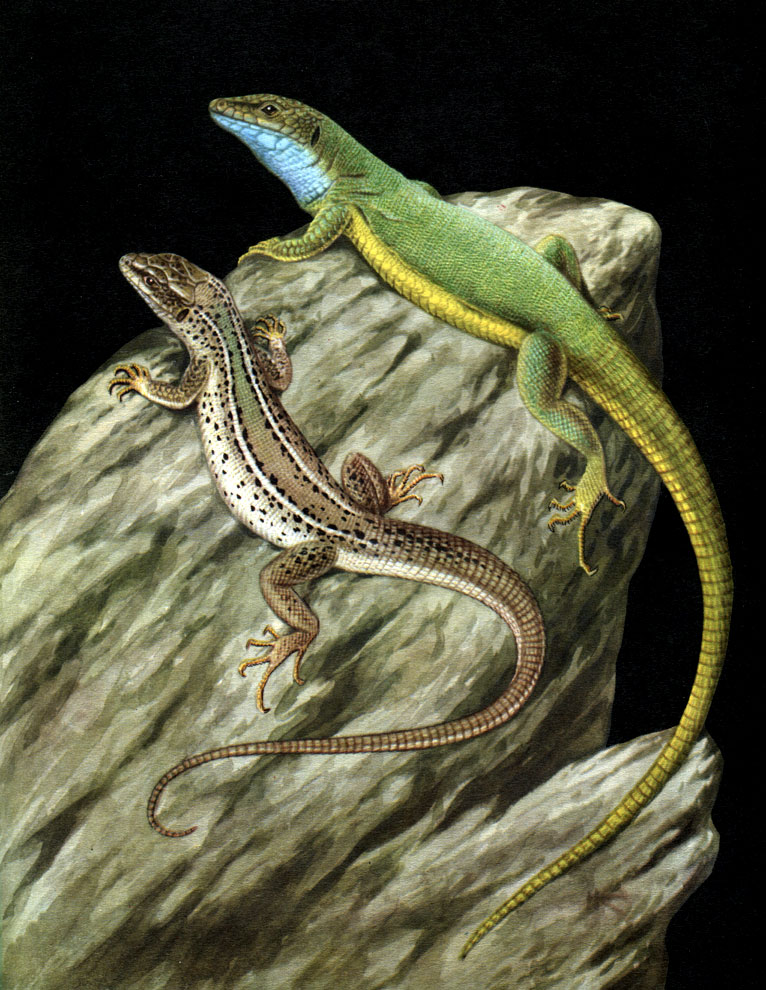 Таблица 41. Ящерица зеленая (Lacerta viridis) - самец и самка