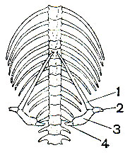 Рис. 204. Хвостовая часть скелета иероглифового питона (Python sebae) с рудиментами пояса задних конечностей: 1 - подвздошная кость; 2 - седалищнолобковая кость; 3 - бедро; 4 - выступающая наружу когтевая фаланга