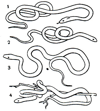 Таблица 46. Ужеобразные: 1 - амурский полоз (Elaphe schrencki); 2 - островной тигровый уж (Natrix tigrina tigrina); 3 - королевская змея (Lampropeltis pyromelana); 4 - мангровая змея (Boiga dendrophila)