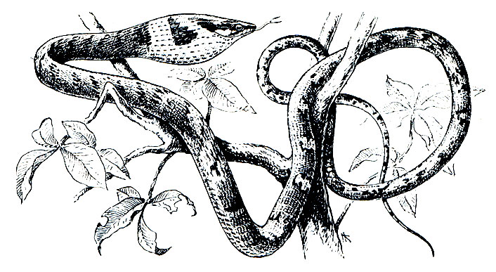 Рис. 219. Винная змея (Thelotornis kirtlandii)