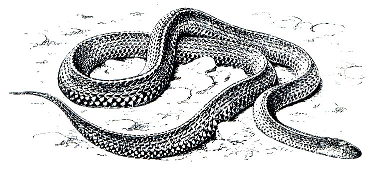 Рис. 220. Игольная змея (Mehelya capensis)