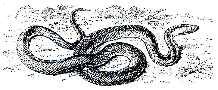 Рис. 221. Волчья змея (Lycophidion capense)