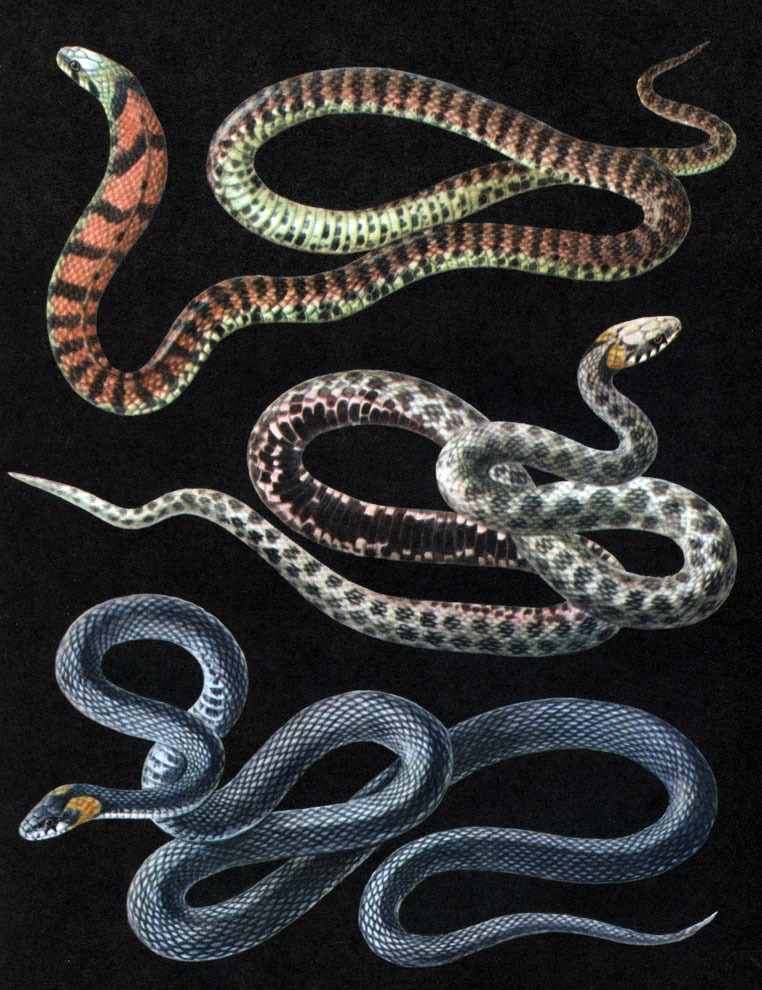 Таблица 47. Ужи: 1 - материковый тигровый уж (Natrix tigrina lateralis); 2 - уж обыкновенный (Natrix tessellata), светлая разновидность; 3 - уж обыкновенный (Natrix natrix), темная разновидность